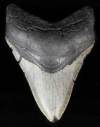 Megalodon Tooth - North Carolina #59063
